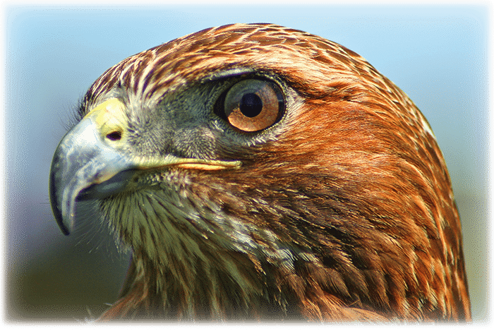 Hawk