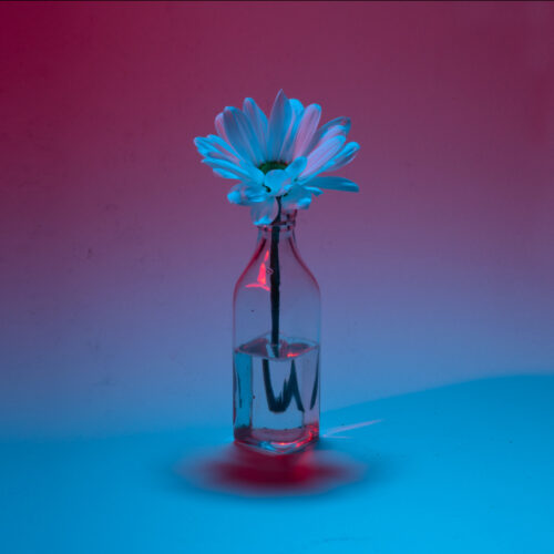 Blue Daisy - Timothy Chambers