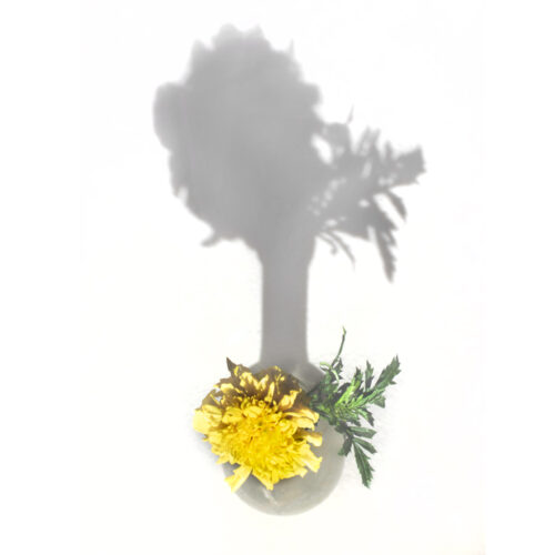 Carnation Tree - Timothy Chambers